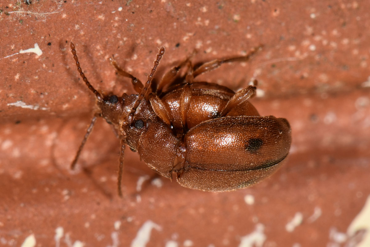 Endomychidae:  Dapsa opuntiae?  S !